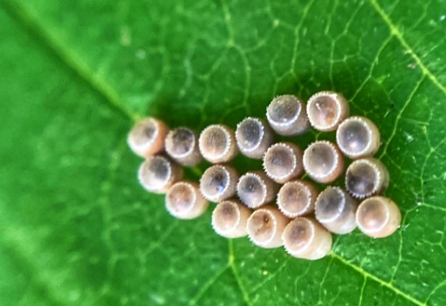 チャバネアオカメムシの卵：羽化準備中の茶色い卵