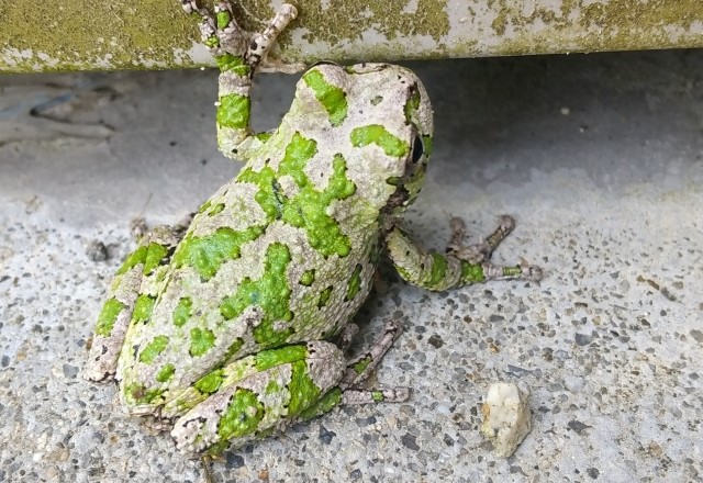 緑色以外：カエルの色の種類：灰色（緑×灰色の水玉模様）