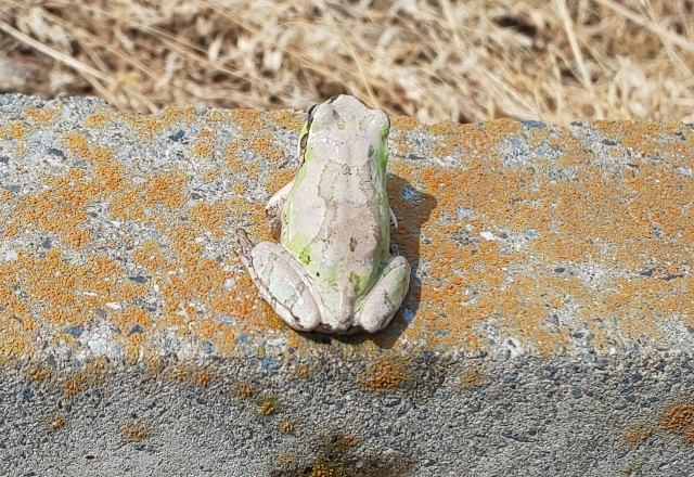 緑色以外：カエルの色の種類：灰色（コンクリートの上：30分～60分）