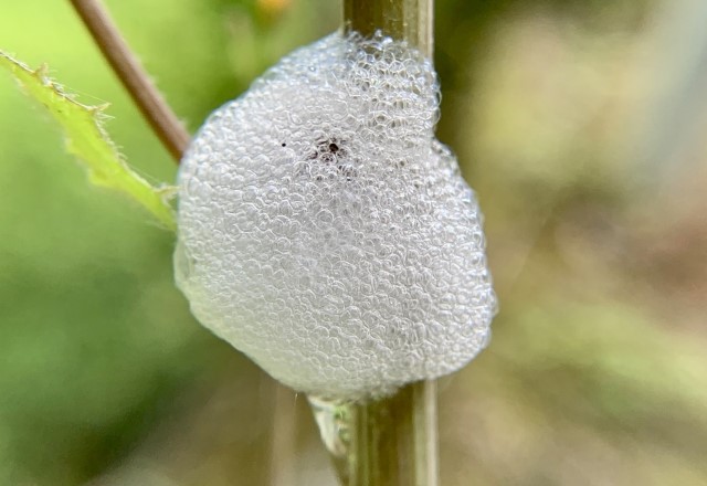 白い泡の卵の正体：アワフキムシの卵（草木の茎や枝に産む）